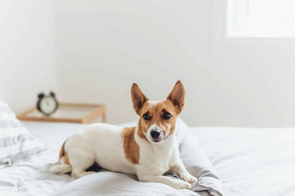 Garanties et coûts : choisissez l'assurance chien idéale